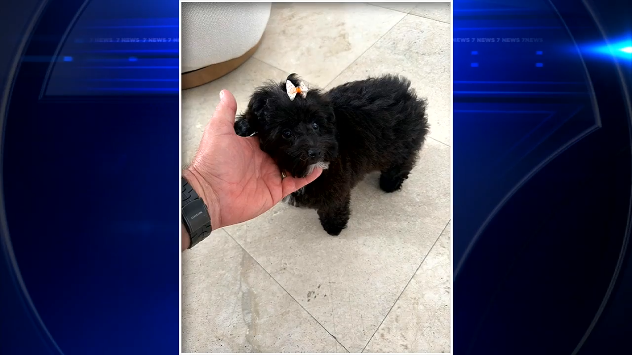 Coco, missing poodle mix puppy that was inside stolen Bentley, found safe in Fort Lauderdale - WSVN 7News | Miami News, Weather, Sports