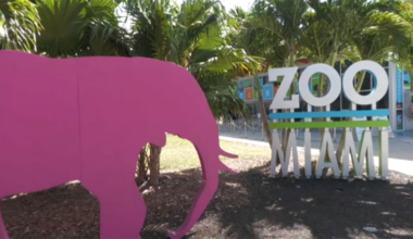 Zoo Miami closes over bomb threat believed to be swatting call, officials say – NBC 6 South Florida