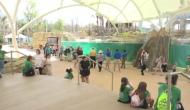 'Rezoovenation': State-of-the-art Manatee River exhibit opens at Jacksonville Zoo