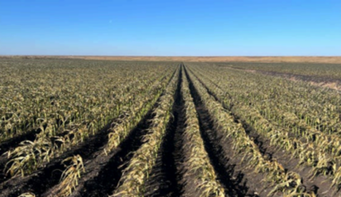 Crippling freezes cost over $3 billion in estimated losses to Florida agriculture