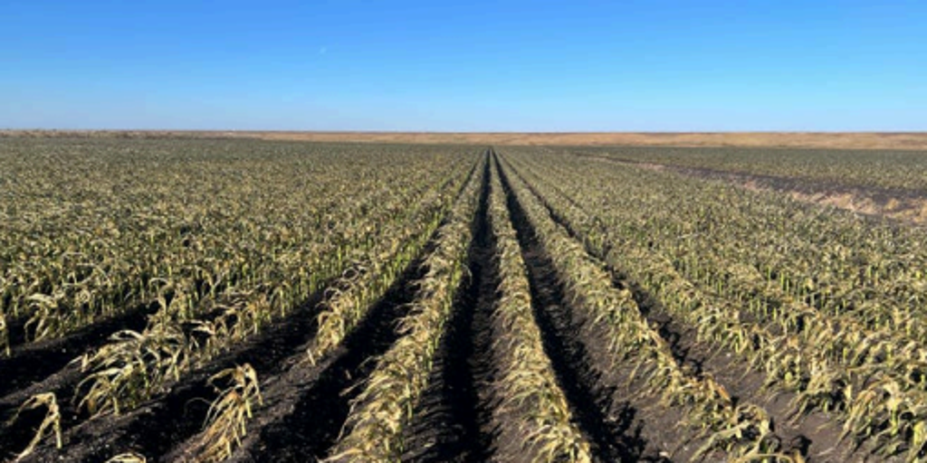 Crippling freezes cost over $3 billion in estimated losses to Florida agriculture