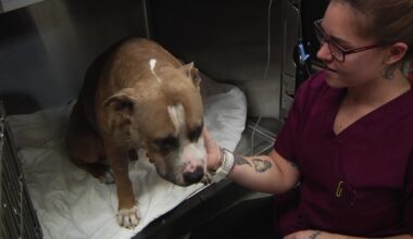 Bay Area veterinarians sound alarm on mental health crisis