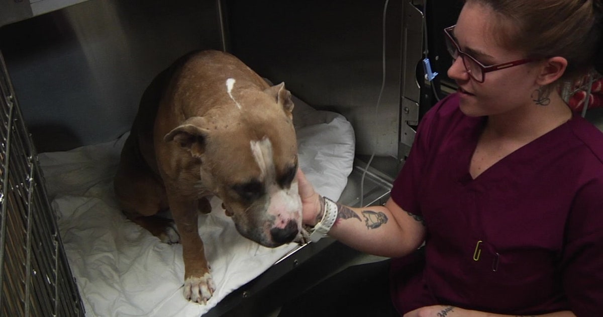 Bay Area veterinarians sound alarm on mental health crisis