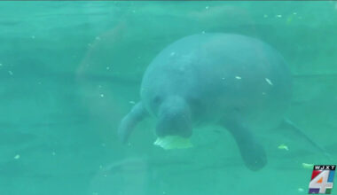 Manatees at Jacksonville Zoo & Botanical Gardens featured in new habitat