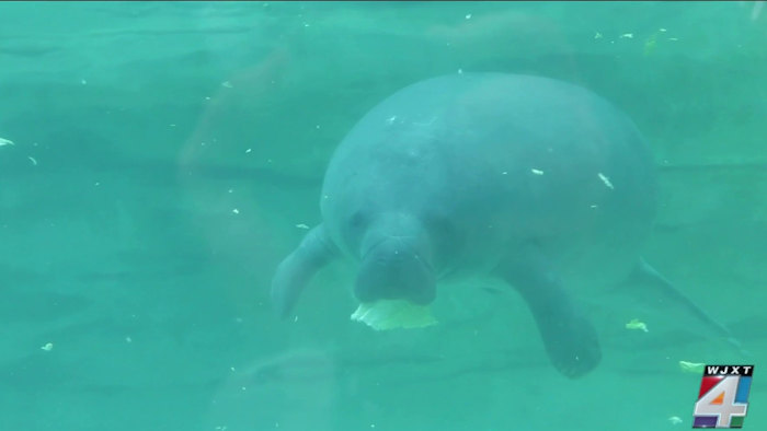 Manatees at Jacksonville Zoo & Botanical Gardens featured in new habitat