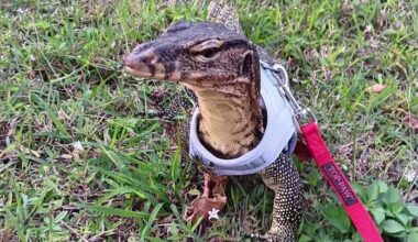 Missing pet Asian water monitor lizard found dead in Cape Coral