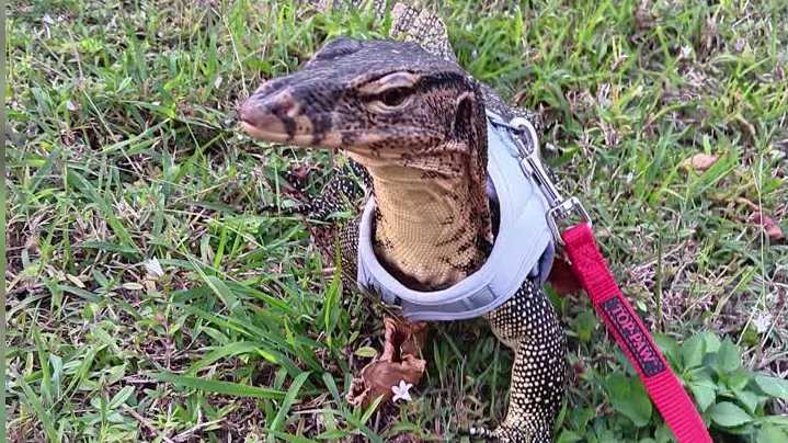Missing pet Asian water monitor lizard found dead in Cape Coral
