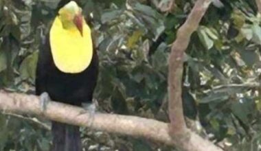 Toucan on the lam spotted near Orlando spa