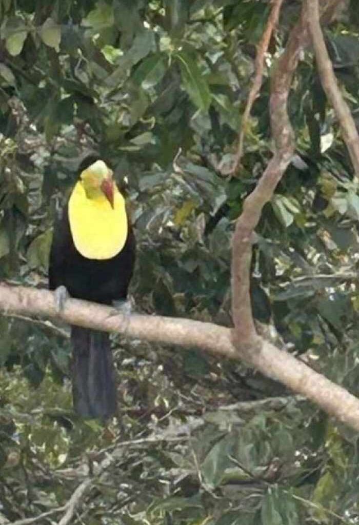 Toucan on the lam spotted near Orlando spa