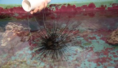 Researchers at Apollo Beach study sea urchins and coral to help restore Florida’s reefs