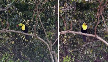Toucan spotted in Orlando sparks viral social media buzz: 'Unbelievable!'