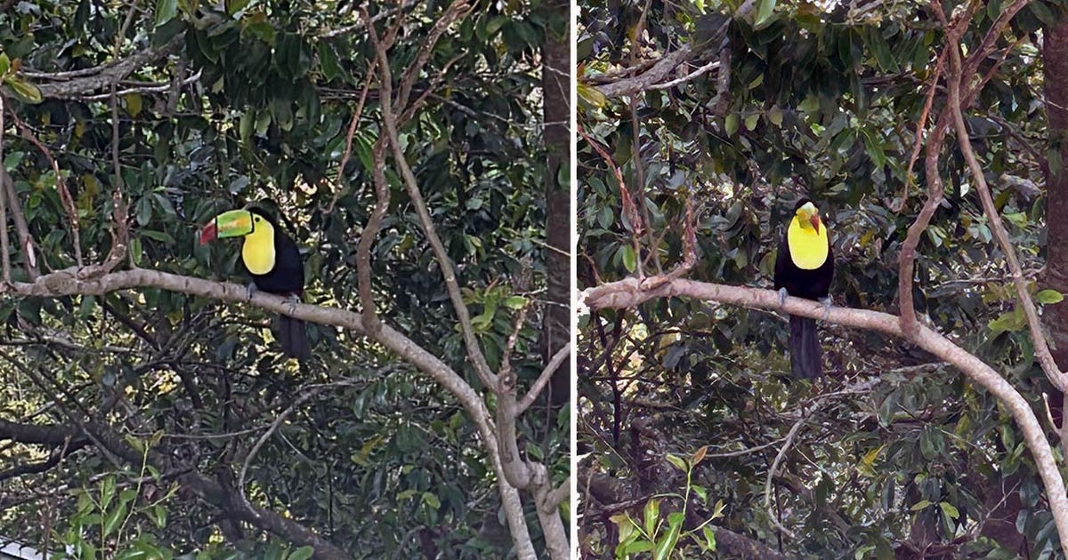 Toucan spotted in Orlando sparks viral social media buzz: 'Unbelievable!'