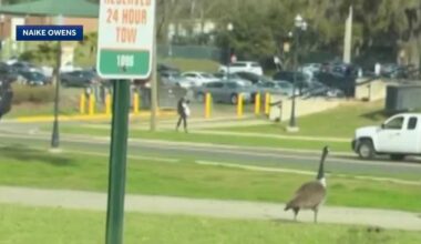 Aggressive goose chases, attacks students on Florida campus