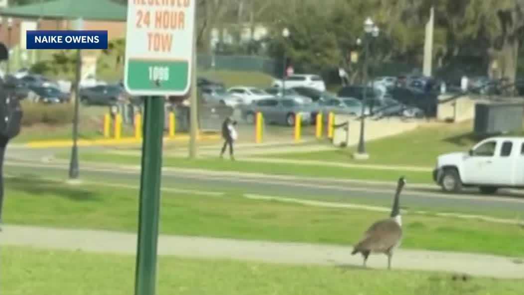 Aggressive goose chases, attacks students on Florida campus