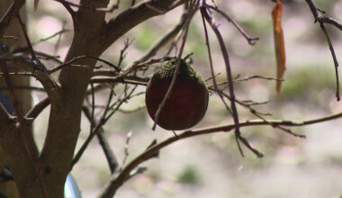 USDA issues disaster declaration for Florida after $3.1 billion in winter freeze damage