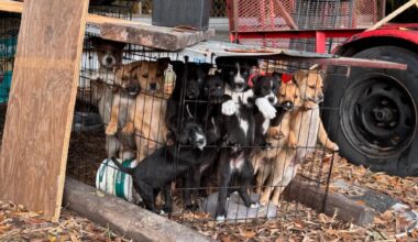 'We are exhausted’: Tampa Bay rescue races to save accidental litter, begs community to foster