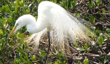 Apollo Beach Hosts Florida Birding And Nature Festival