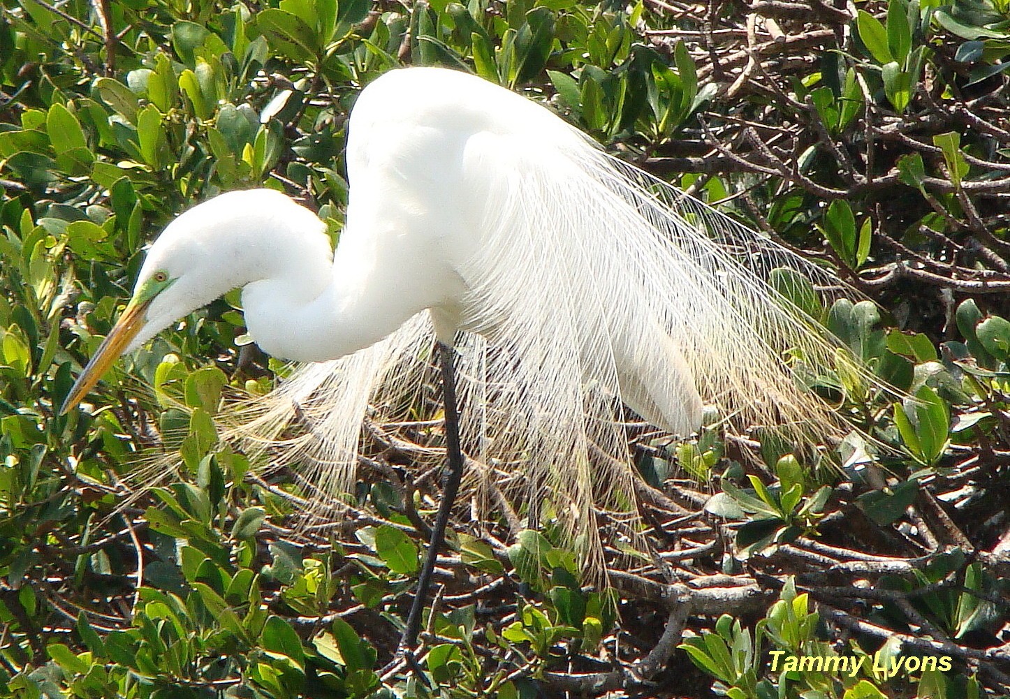 Apollo Beach Hosts Florida Birding And Nature Festival
