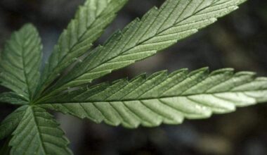 Man busted for 75 lbs of marijuana at Miami airport: MDSO