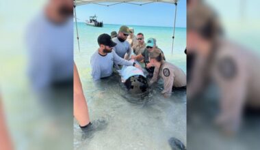 Whale calf found stranded on a Florida Beach