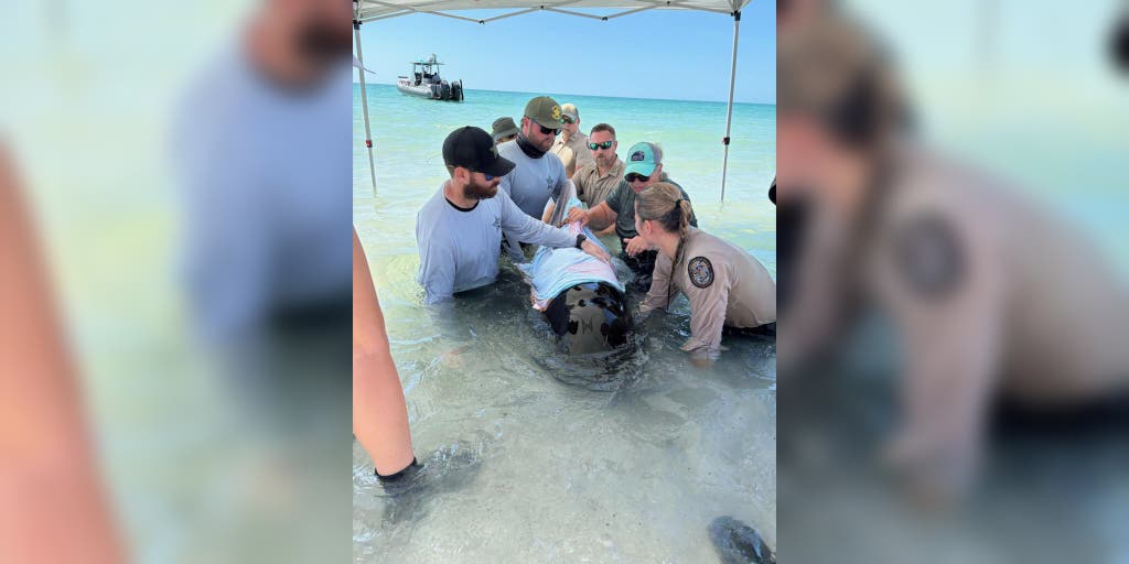 Whale calf found stranded on a Florida Beach