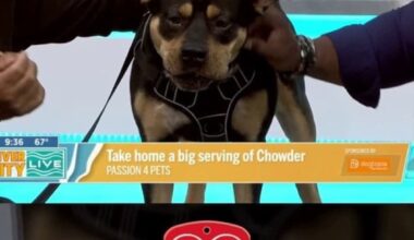 🐾 Meet Chowder, a big-headed sweetheart with an even bigger heart
