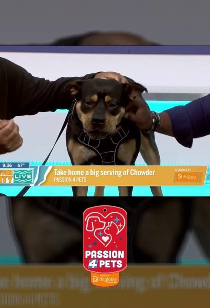 🐾 Meet Chowder, a big-headed sweetheart with an even bigger heart