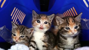 Yahoo lifestyle home