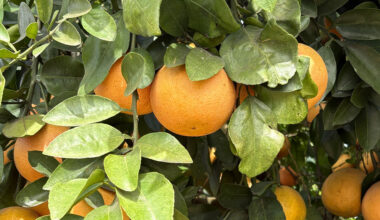 Florida drought deepens strain on citrus industry as growers battle costs, disease