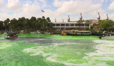 Tampa's River O'Green event turns Hillsborough River bright green as thousands celebrate