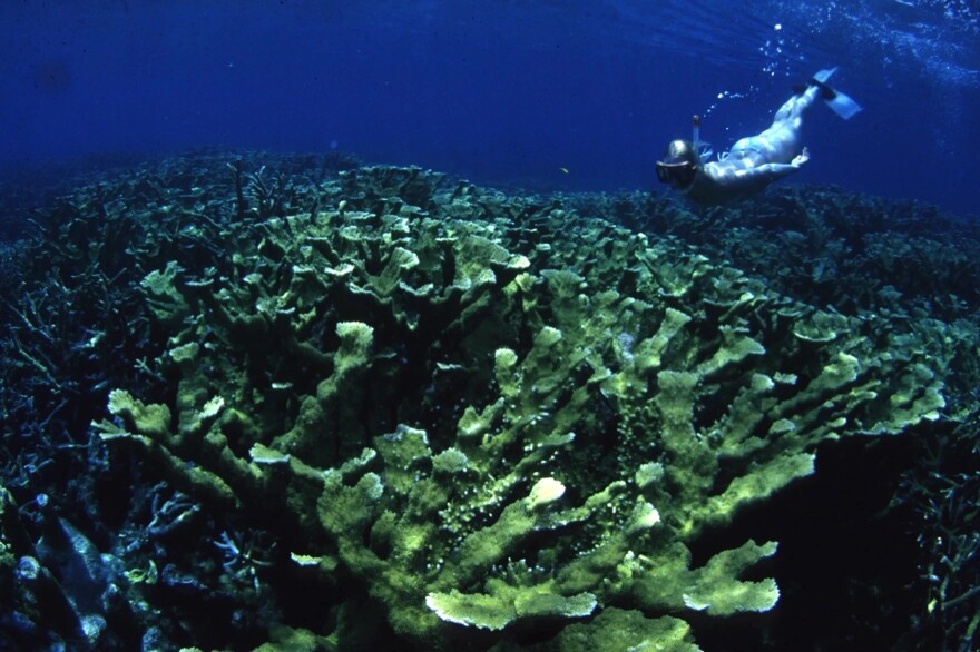 In the 1980s, elkhorn coral blanketed the reef off Key Largo. After years of bleaching, disease and the 2023 heat wave, with very little left, elkhorn were declared functionally extinct on Florida's reef.
