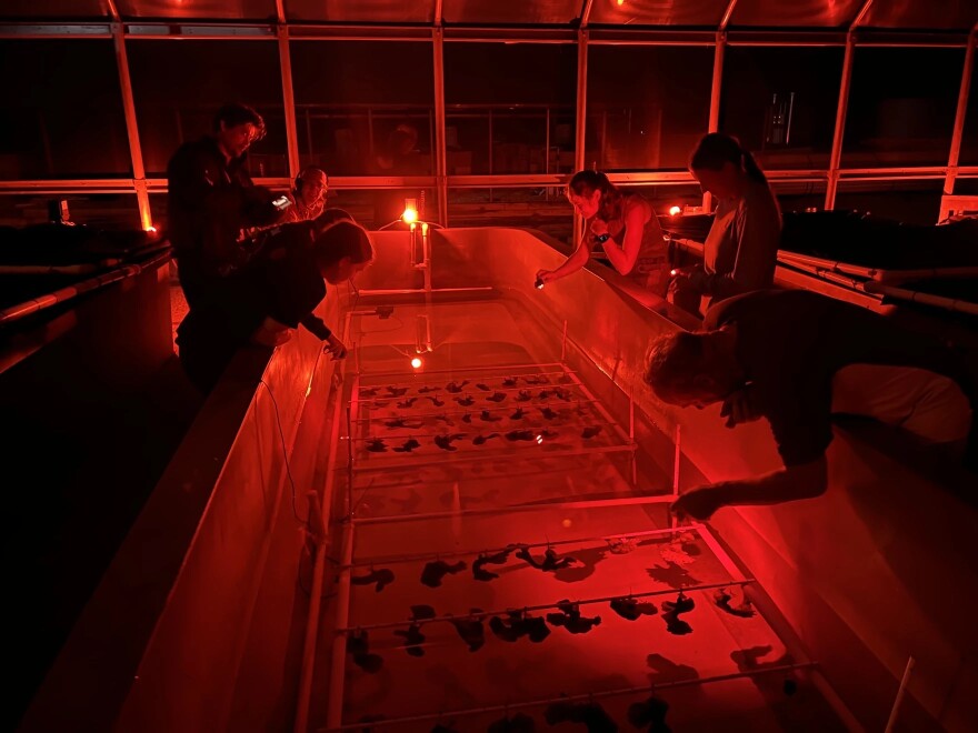 Since 2023, the University of Miami Rosenstiel School has received $2 million to expand it's land-based coral nurseries, like this one where student collected coral spawn for breeding in the lab.