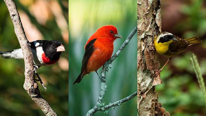 Atlantic Beach asks residents, businesses to turn off non-essential lights at night for bird migration
