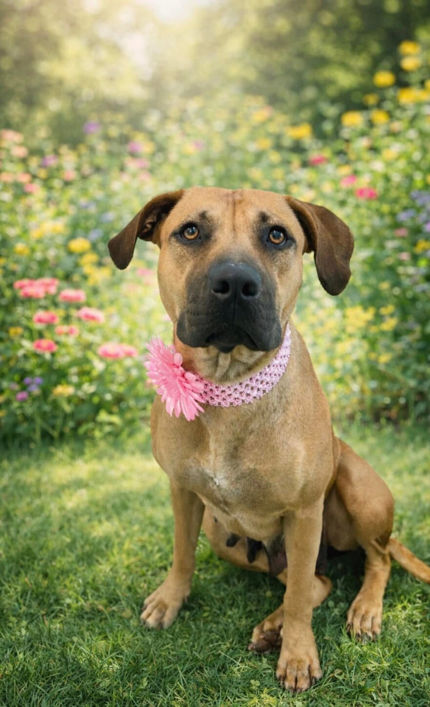 Clarissa is available for adoption from Cape Coral Animal Shelter