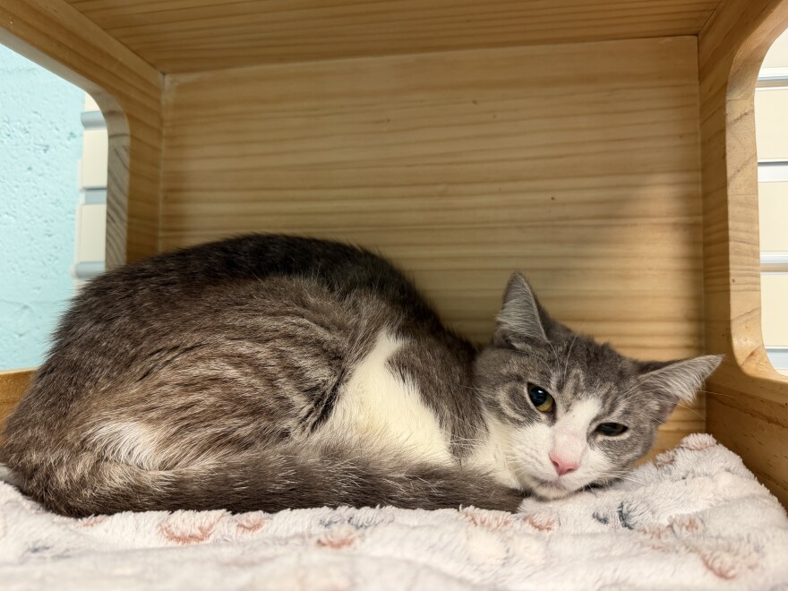 Jennyanydots is available for adoption from Cape Coral Animal Shelter