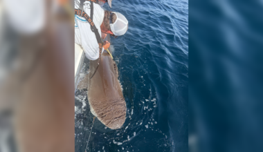 Near 10-foot endangered dusky shark pings off Gulf Coast near St. Petersburg