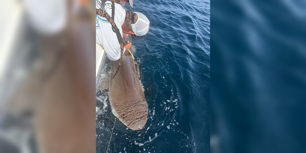 Near 10-foot endangered dusky shark pings off Gulf Coast near St. Petersburg