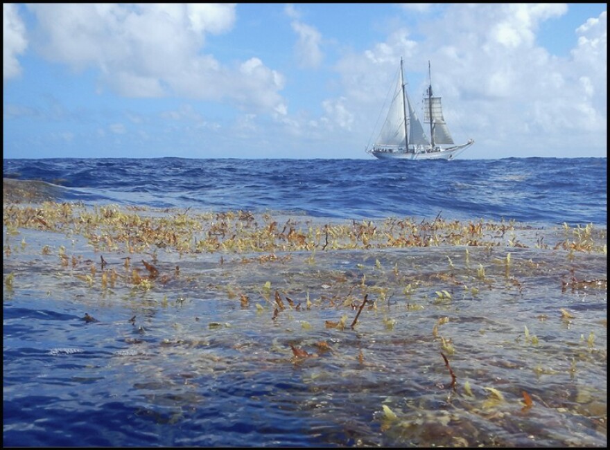 Sea Education Association’s S.S.V Corwith Cramer sails near a mat of sargassum