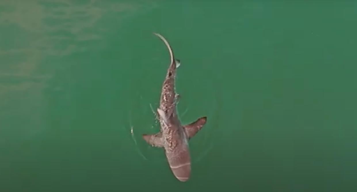 Dusky shark hunting off Gin Beach