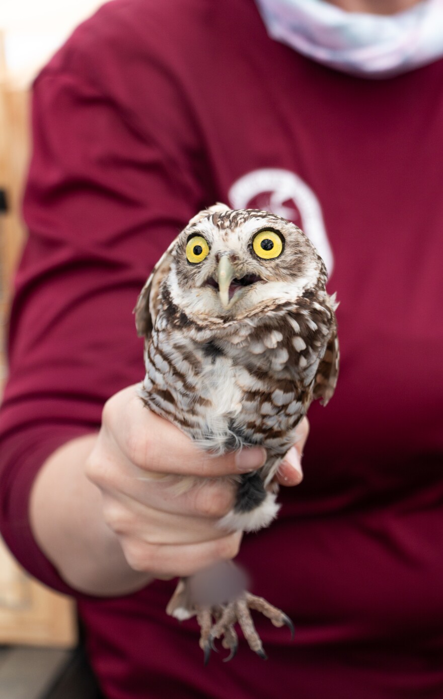 It took nearly a year to coordinate permitting and quaratines before the owls were freed in a wildlife management area south of Lake Okeechobee and Clewiston.