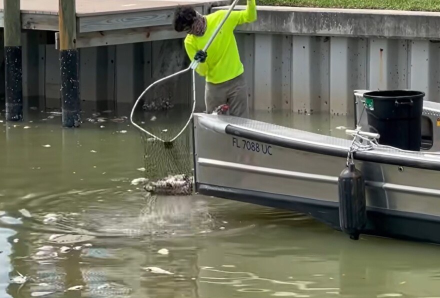 Cleanup efforts were underway after a fish kill was discovered recently in Buccaneer Lagoon on Fort Myers Beach. Oxygen levels in the water were determined to be the cause for the kill.