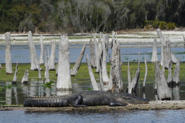 An American alligator rests on a narrow piece of land during a drawdown of the Rodman Reservoir on Wednesday, March 4, 2026, in Palatka, Fla. (AP Photo/Marta Lavandier)
