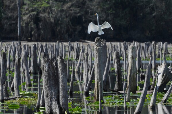 A great egret stands on a dead tree trunk during a drawdown of the Rodman Reservoir on Wednesday, March 4, 2026, in Palatka, Fla. (AP Photo/Marta Lavandier)