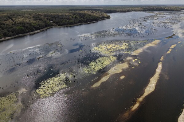 The remains of a wetland forest are revealed during a drawdown of the Rodman Reservoir on Wednesday, March 4, 2026, in Palatka, Fla. (AP Photo/Daniel Kozin)