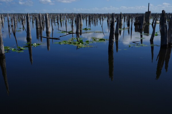 The dead trunks of cypress trees, cabbage palm and other wetland plants briefly emerge during a drawdown of the Rodman Reservoir on Wednesday, March 4, 2026, in Palatka, Fla. (AP Photo/Marta Lavandier)