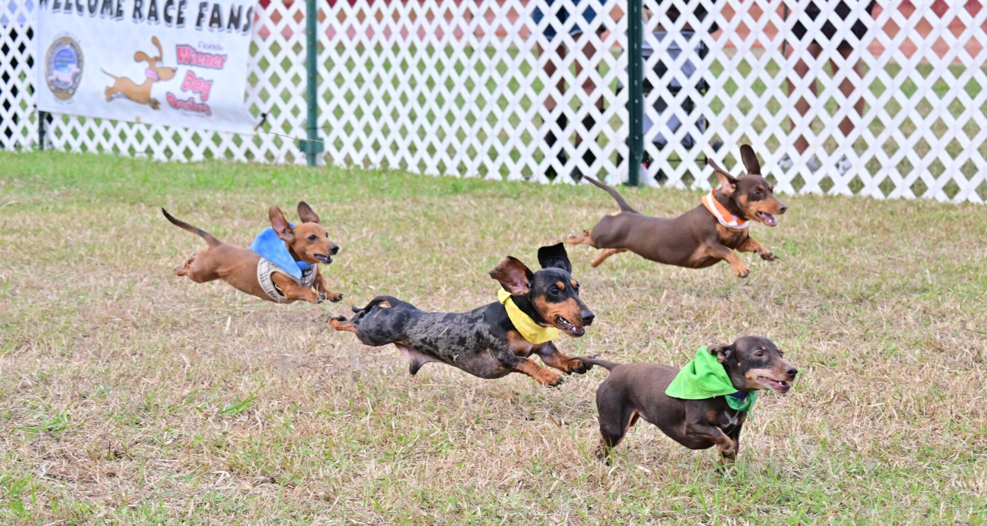 Wiener Dog Derby, Concrete Campfire, and all the best Tampa Bay events [March 19-25]