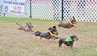 Wiener Dog Derby, Concrete Campfire, and all the best Tampa Bay events [March 19-25]