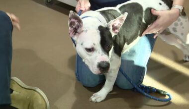 Hillsborough Pet Resource Center at capacity: How to foster at Tampa's open-admission shelter