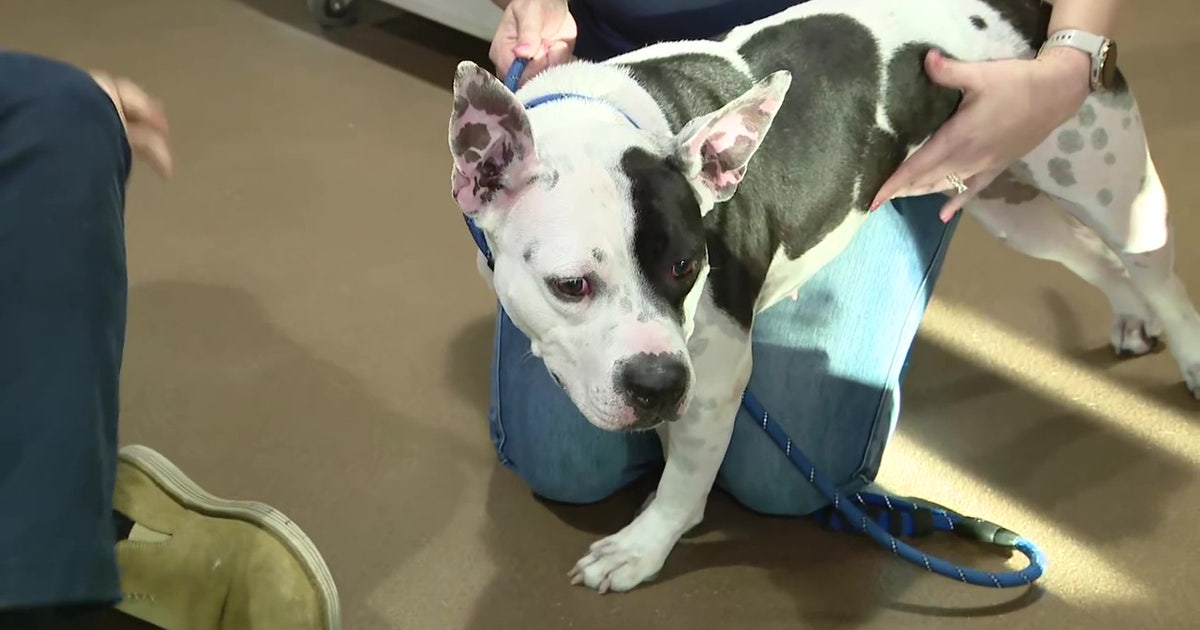 Hillsborough Pet Resource Center at capacity: How to foster at Tampa's open-admission shelter