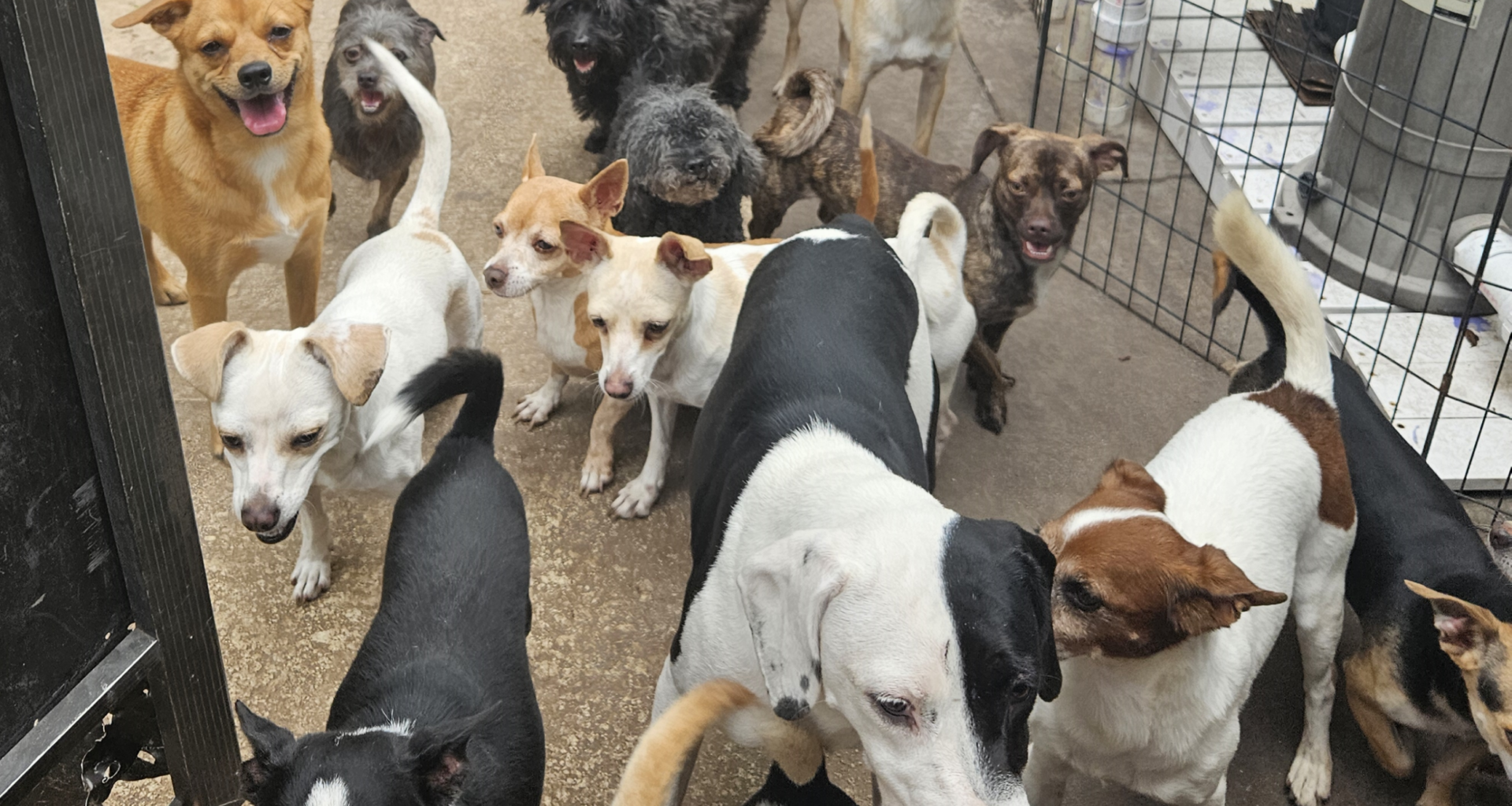 Local Shelters Give Pets A Second Chance At A Furever Home